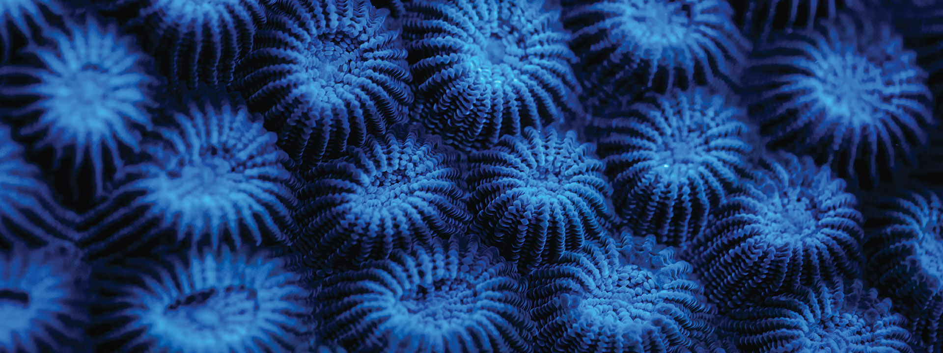 Versace suports Coral Gardeners