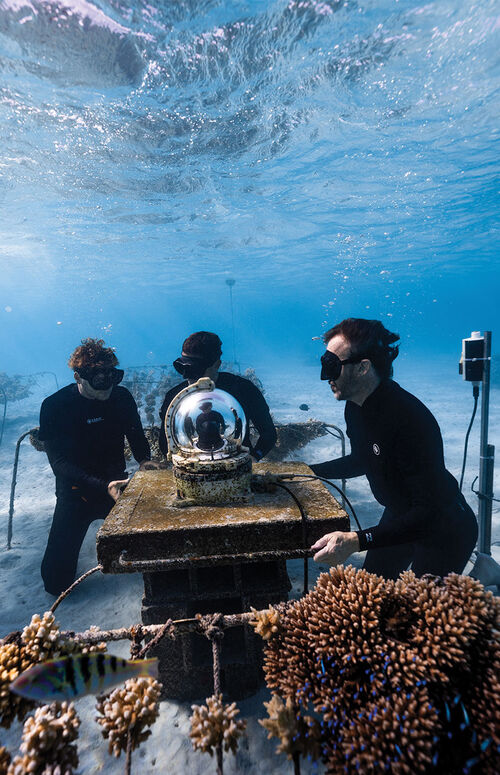 Versace支持Coral Gardeners