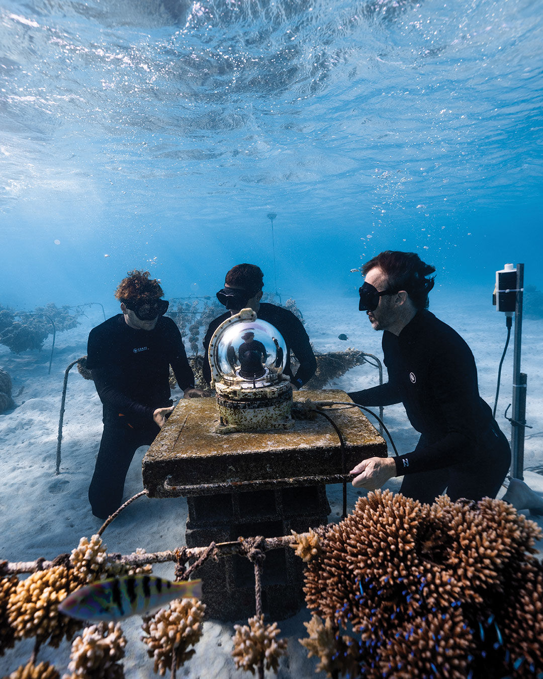 Versace supports Coral Gardeners